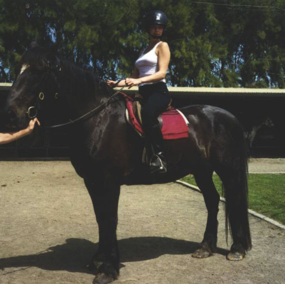 Horse training